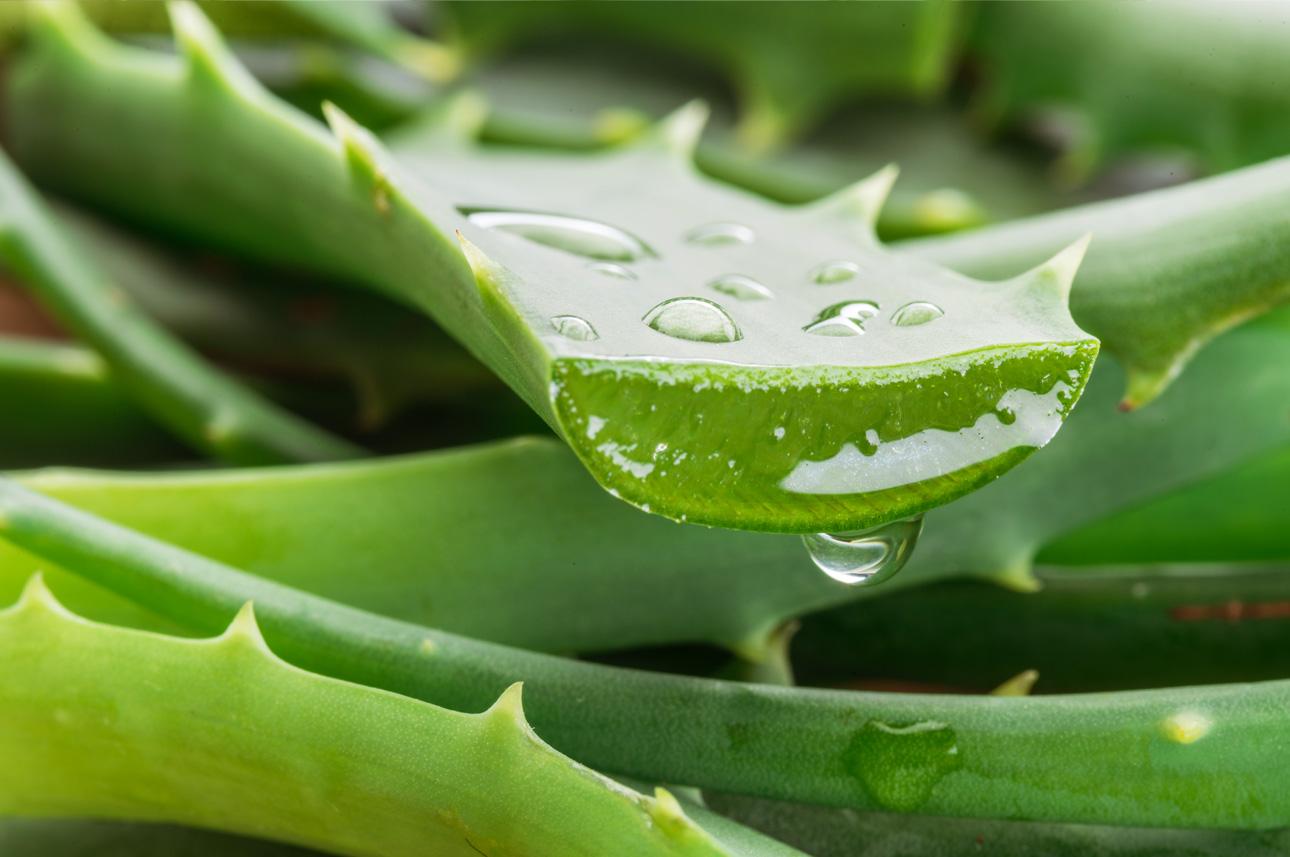 Gel Aloe Vera Puro